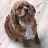 Amber a missing Cavalier King Charles Spaniel