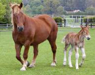 Suffolk Punch colt Easton William