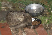 Hedgehog in Stately Terrace Framlingham