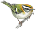 The firecrest on the RSPB web site