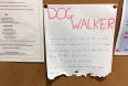 Daisy popular dog walker