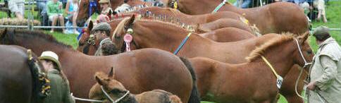 Many Suffolk Punches Many Suffolk Punches