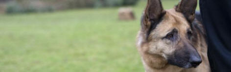 Police dog Yogi