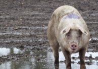 Pig in a field