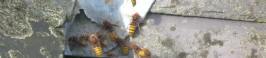 wasps in Pettistree~ pic by Simon Blackburn