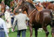 Suffolk Punches at the Framlingham Horse Show