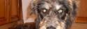 lurcher puppy