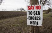 Say no to sea eagles