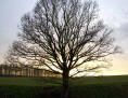 A tree