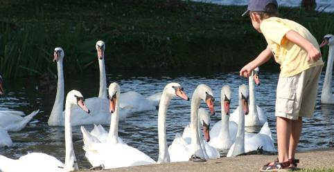 Small boy and swans