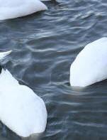 Swans doing what they should be doing