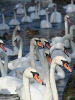 Massed swans